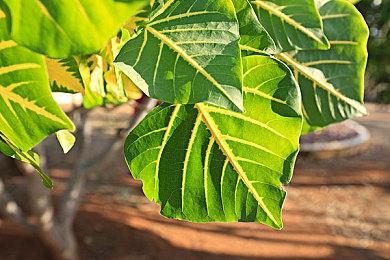 《仙剑奇侠传四：重制版》动捕照 采用虚幻引擎开发